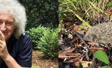 Brian May Teamed Up with Charity to Save Hedgehog Habitat in Surrey